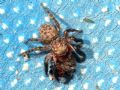 Euophrys rufibarbis
